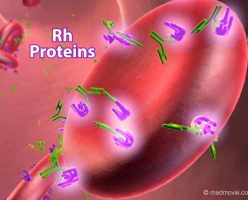 Hemostasia, Sistema ABO, Factor Rh, Factor Du: Factor Rh Y Factor Du