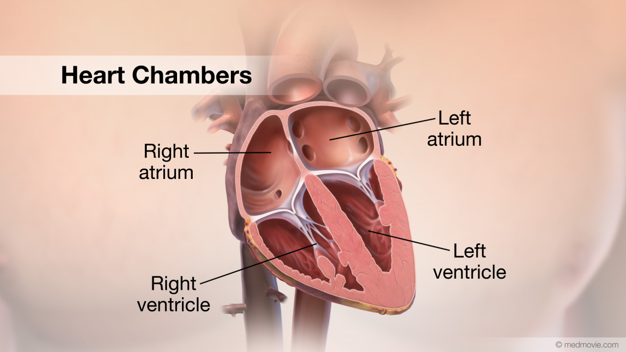 4 upper chamber of the heart