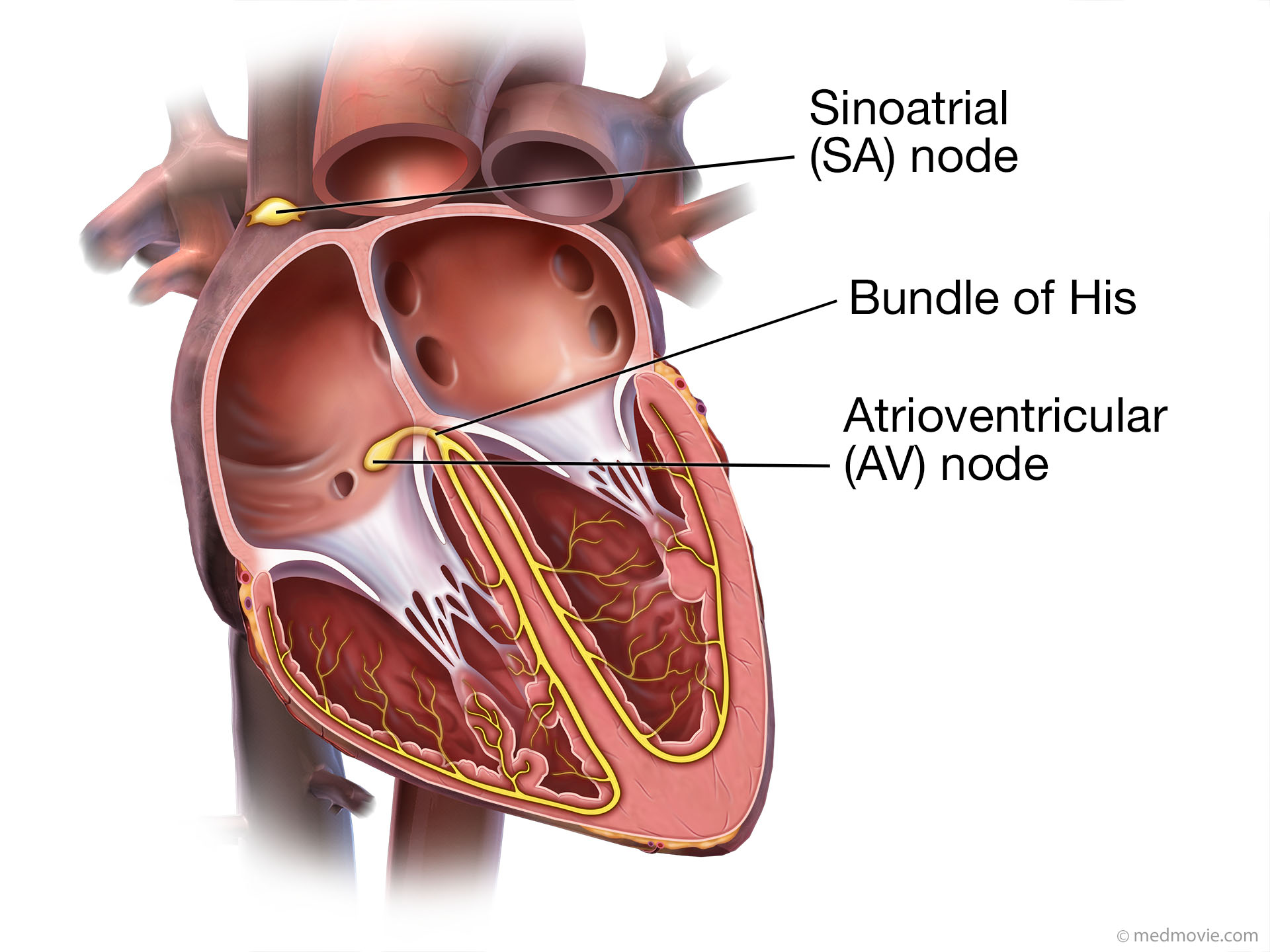 medmovie-bundle-of-his