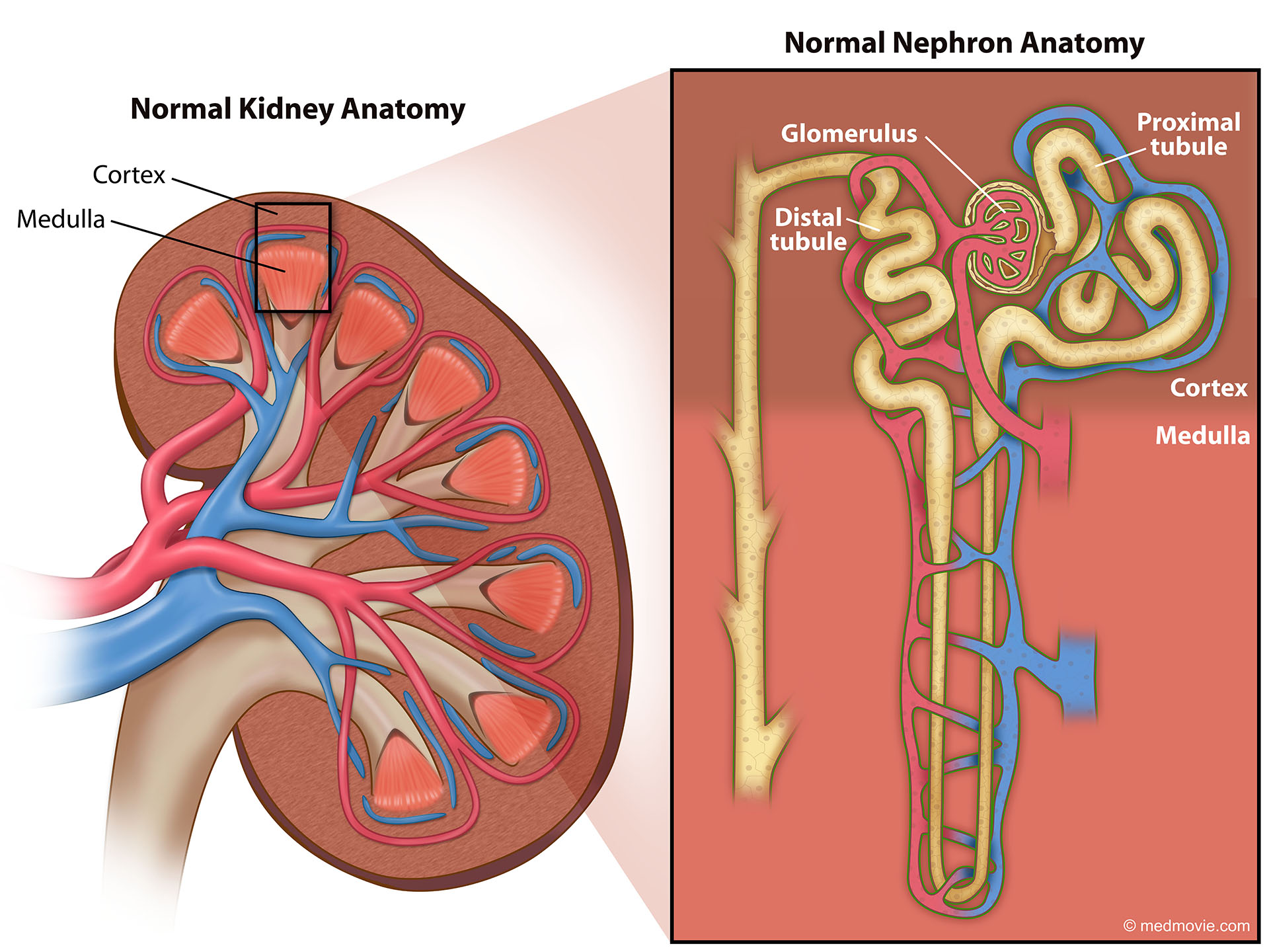 Medmovie.com | Normal Kidney Anatomy