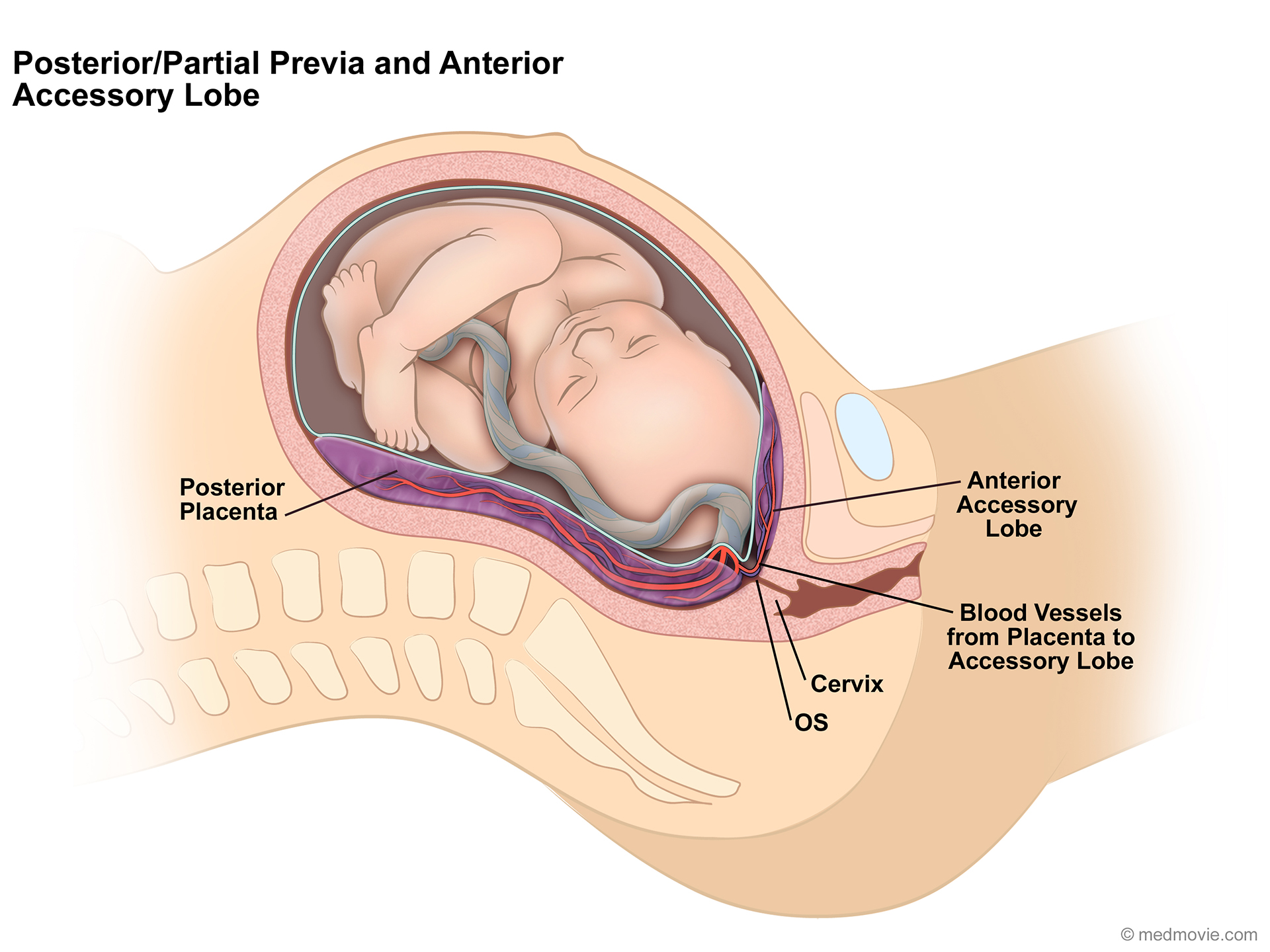 pin-on-pregnancy-health