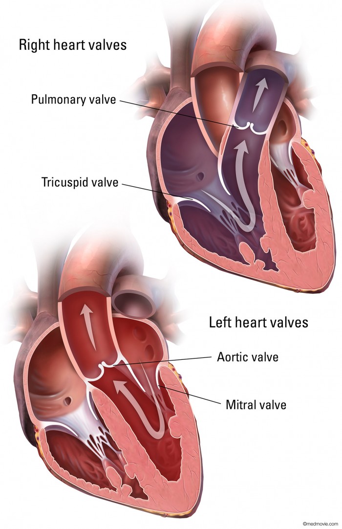 2999_02_HeartValves_11x17