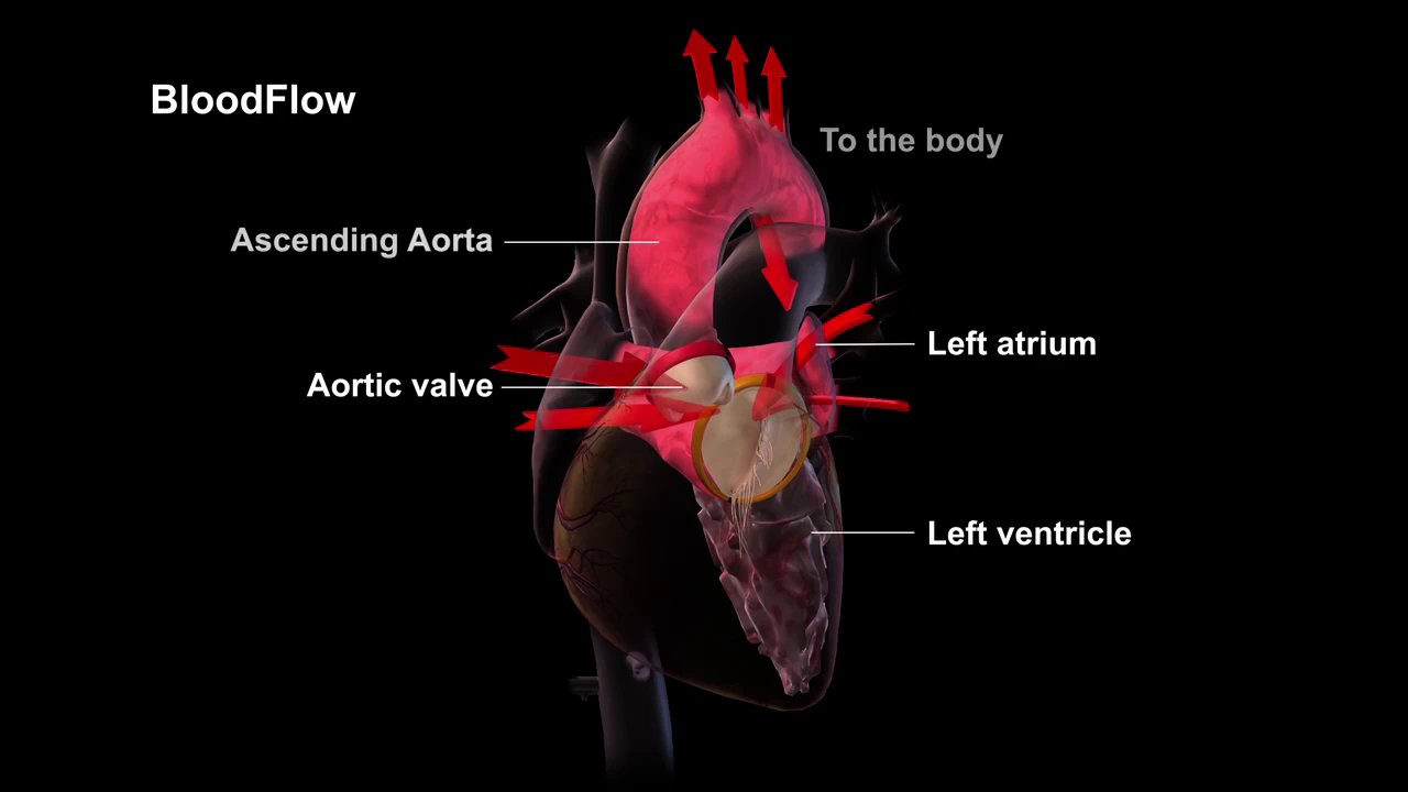 Medmovie.com | Blood Flow through the Heart