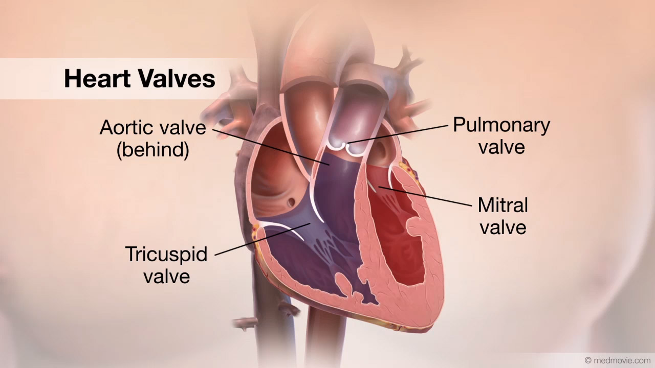 Transesophageal Echocardiogram