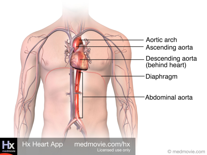 Aorta
