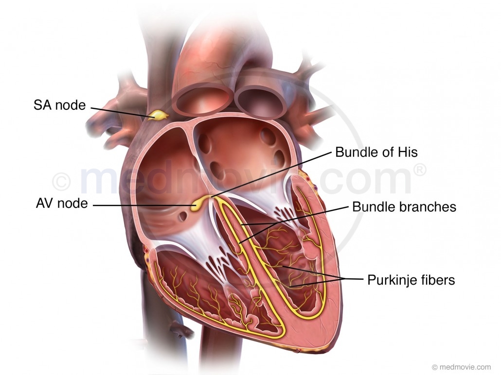 Electrical System of the Heart