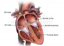 Electrical System of the Heart