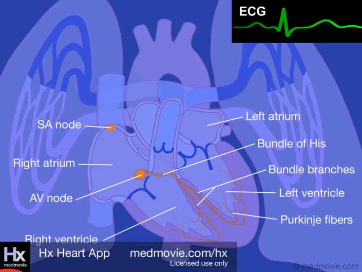 Electrical System