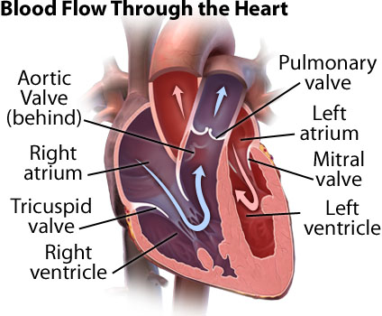 Heart Valves