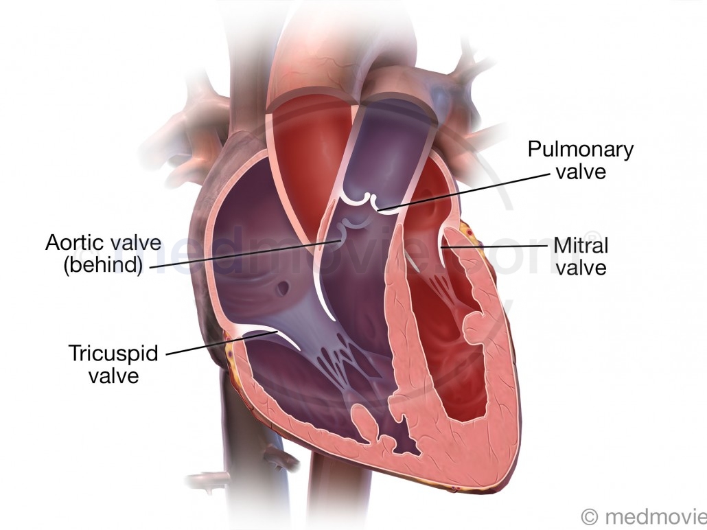 Valves of the Heart