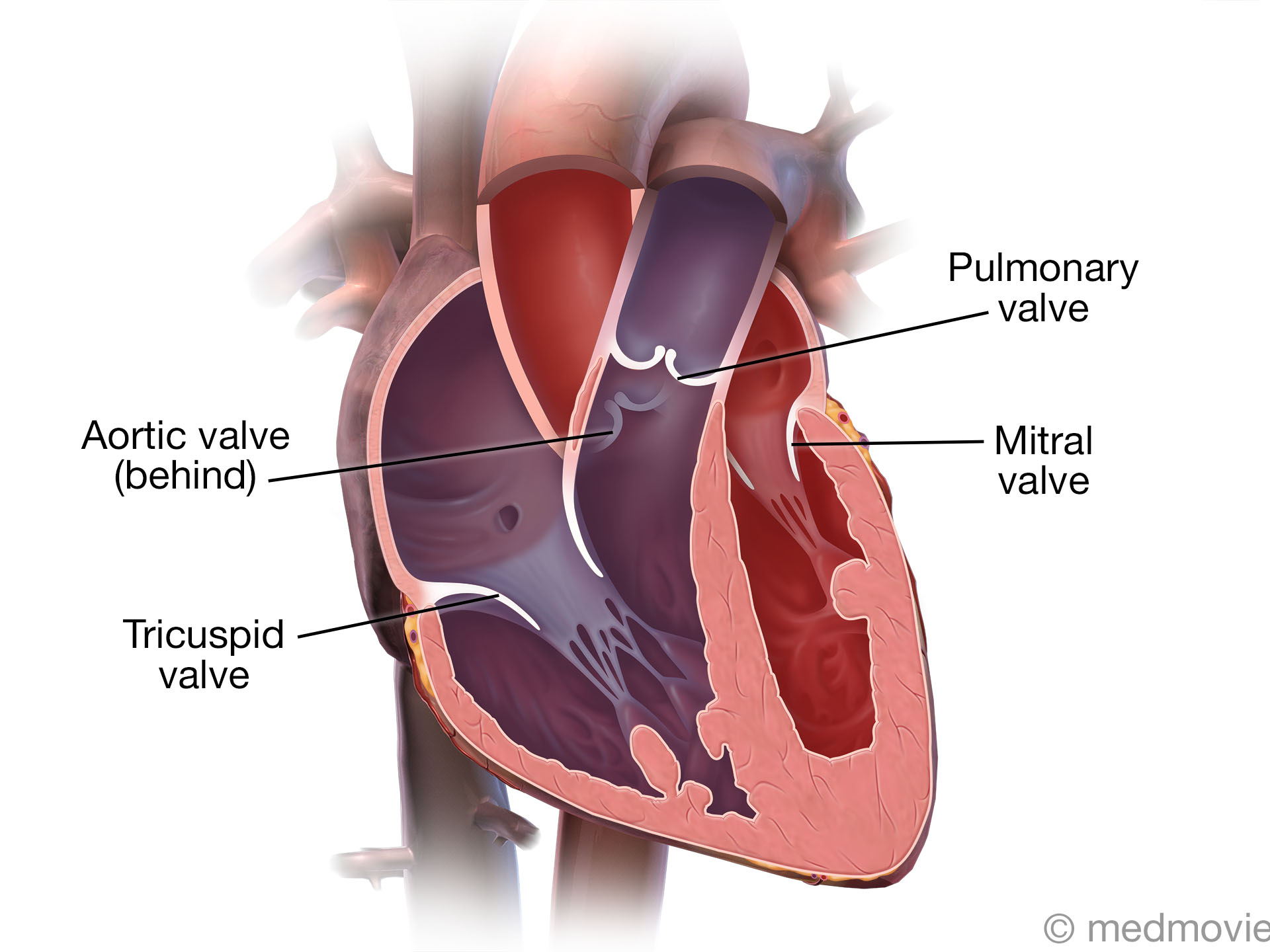 Valves of the Heart – Medmovie.com