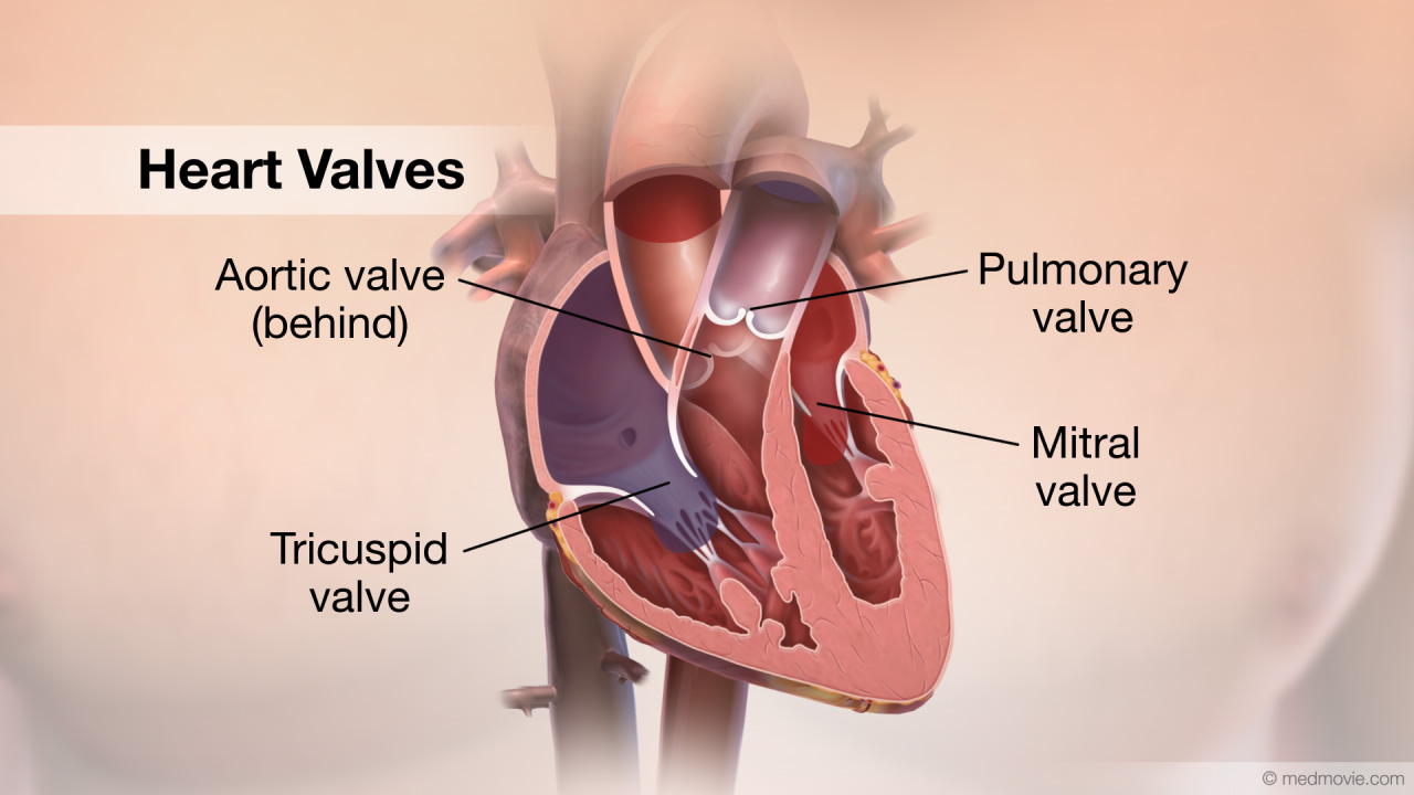 Valves heart Risks &