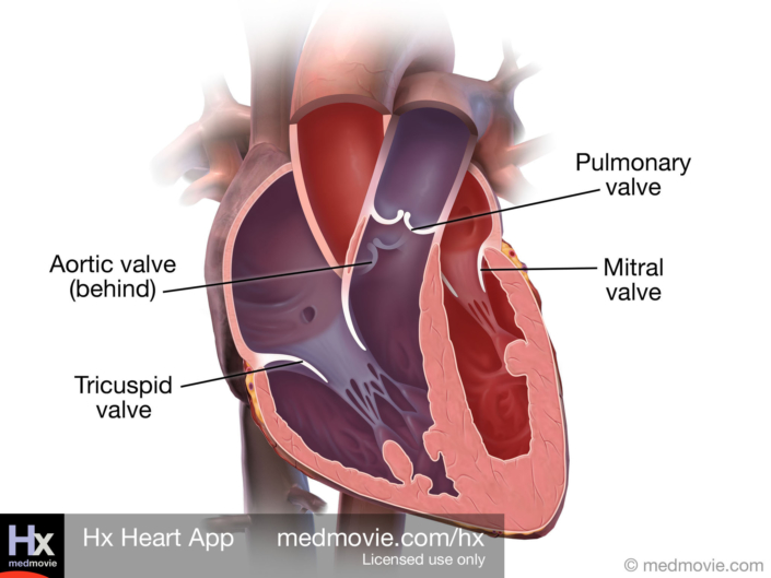 Valves of the Heart
