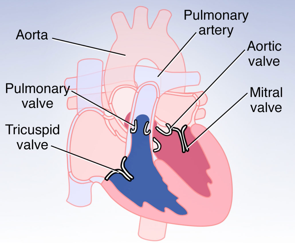 Normal Heart Function