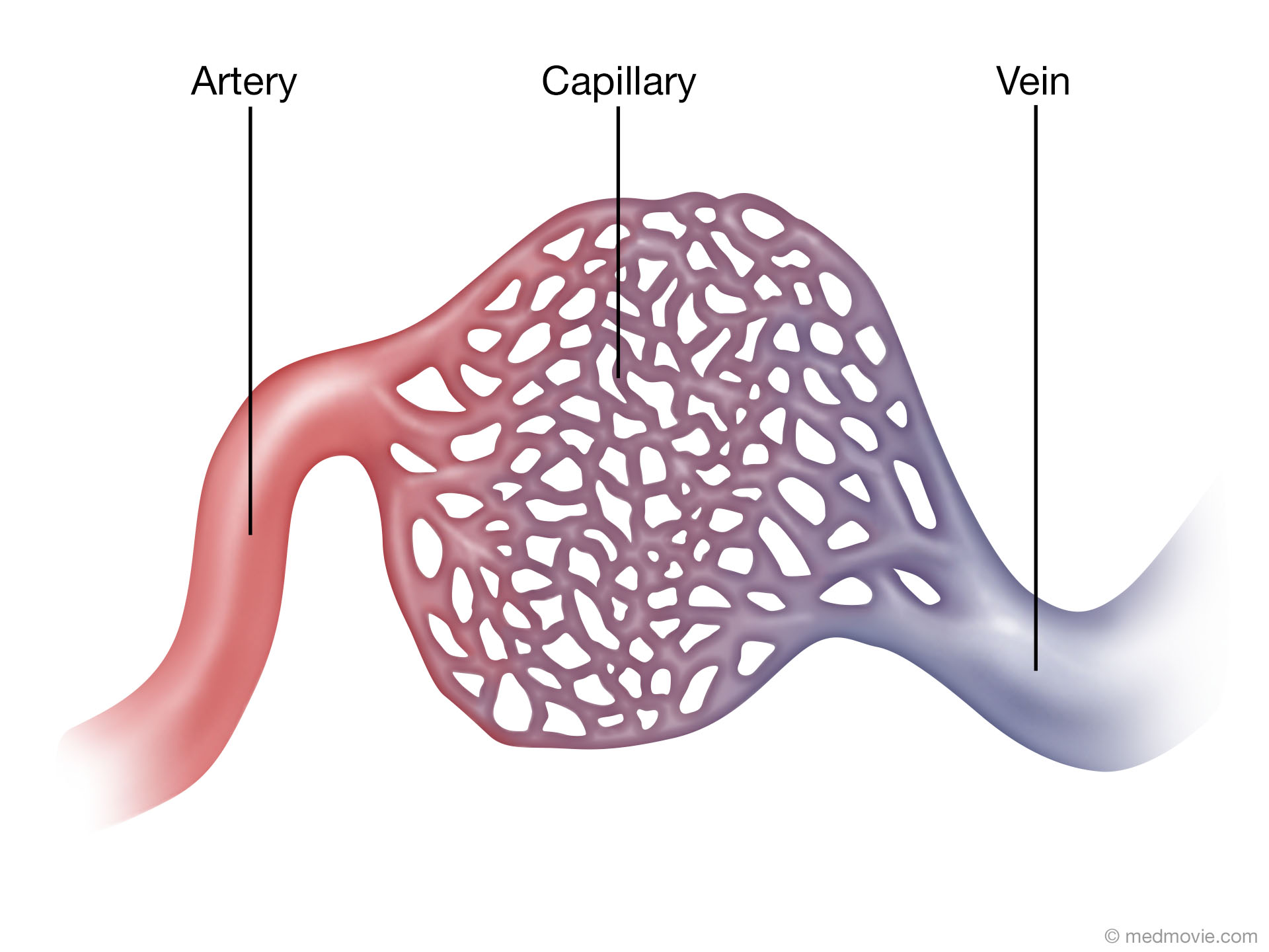 Medmovie.com | Capillaries