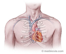 Are The Kidneys Located Inside Of The Rib Cage / Kidneys ...