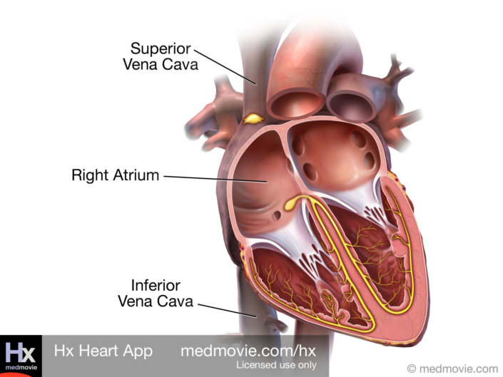 Right Atrium of the Heart