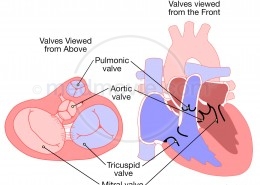 Heart Valves - Two Views