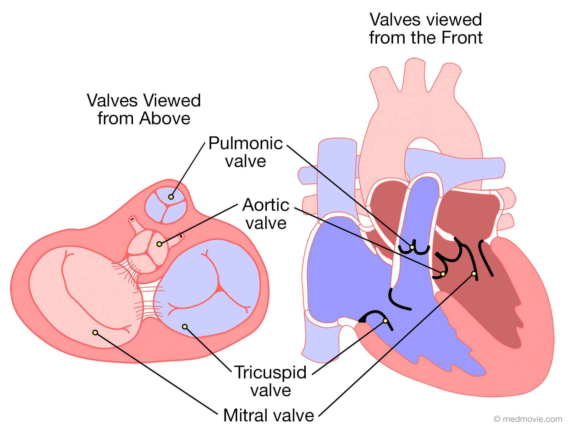 Heart Valves - Two Views