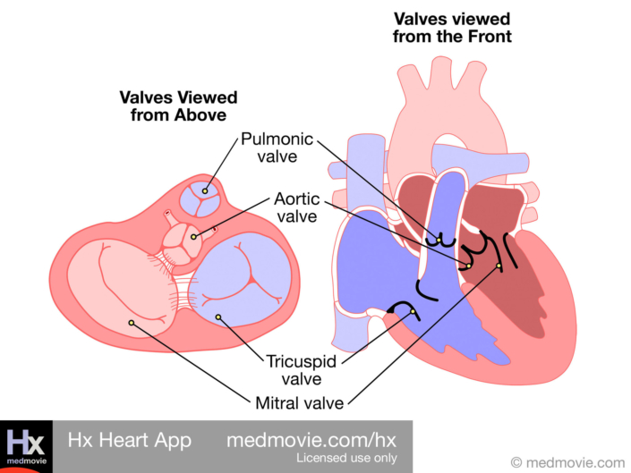 Heart Valves – Two Views