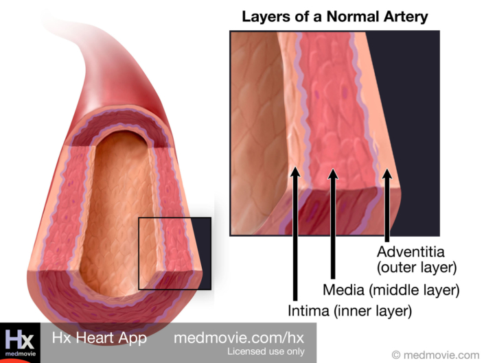 Arterial Anatomy