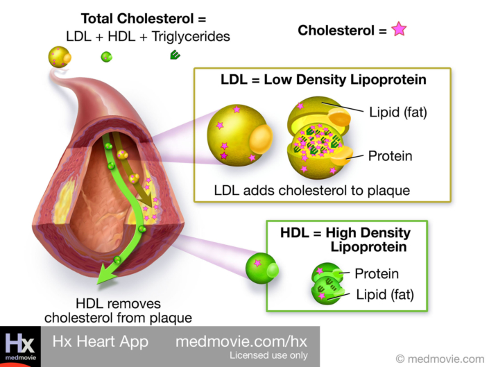 Cholesterol – LDL and HDL