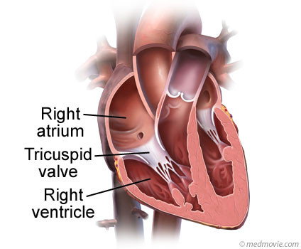 Tricuspid Valve