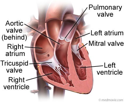 Tricuspid Valve