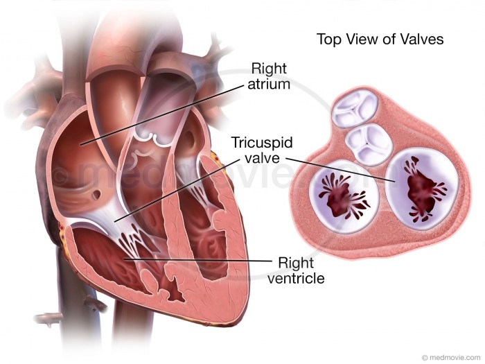 Tricuspid Valve – Medmovie.com