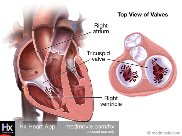 Tricuspid Valve