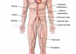 Arterial Anatomy