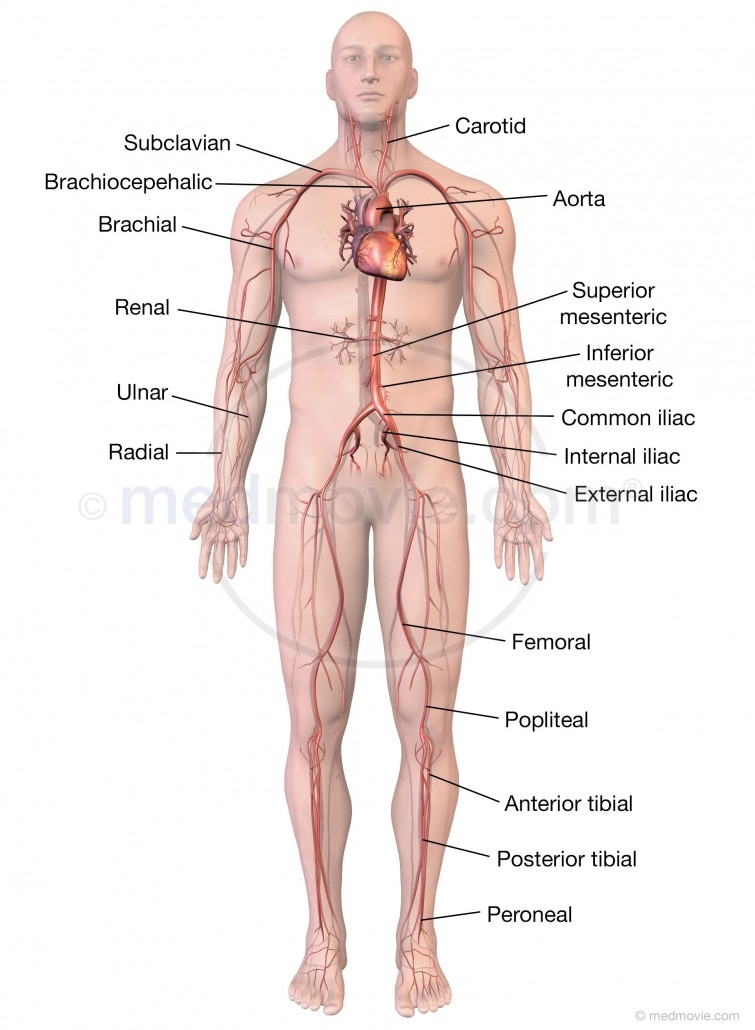 Major Arteries Of The Body Medmovie Com