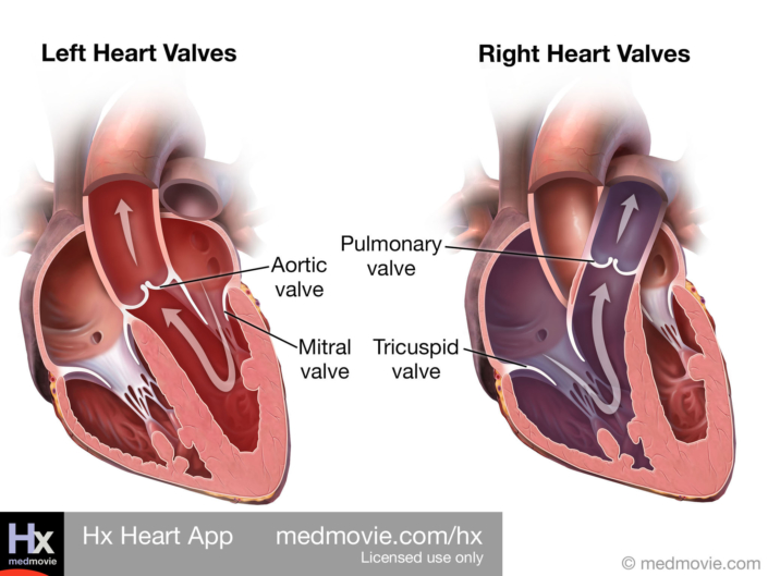 Left and Right Heart Valves