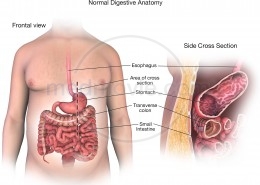 Normal Digestive Anatomy