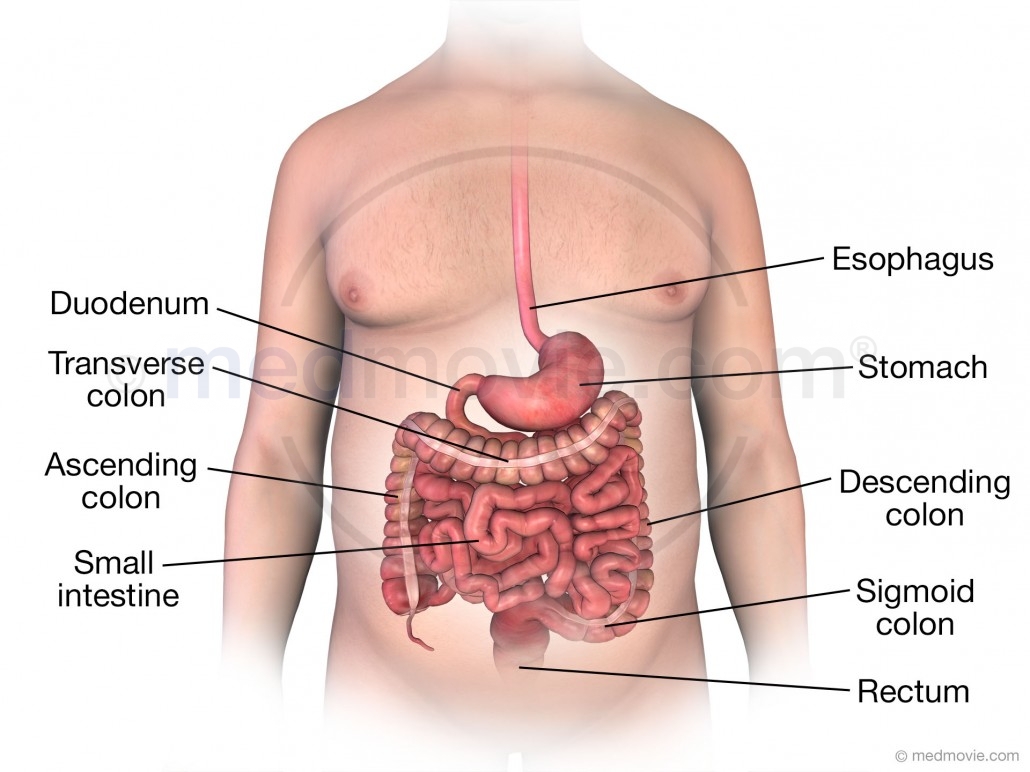 Anatomy of the Digestive Tract