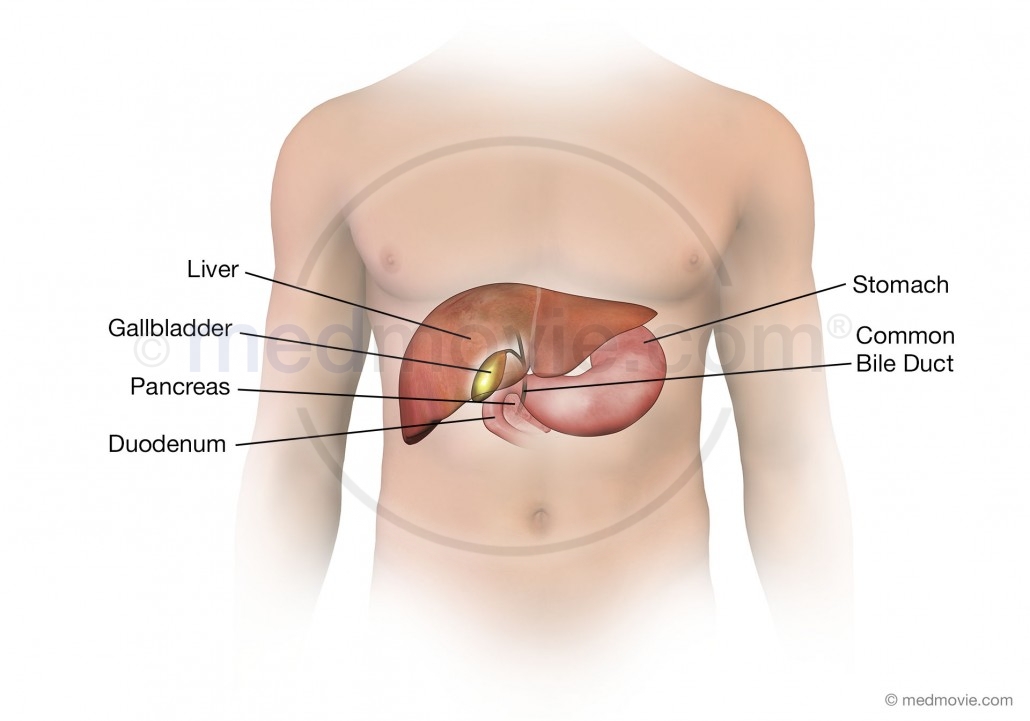 Liver, Gallbladder, and Bile Duct Anatomy