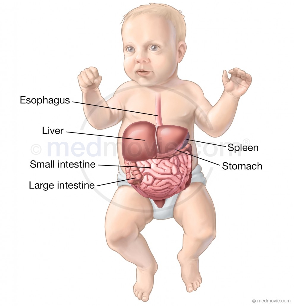 Infant Abdominal Organs