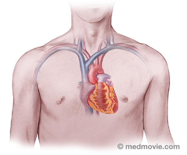 Are The Kidneys Located Inside Of The Rib Cage : 10 Habits That Will Seriously Damage Your ...