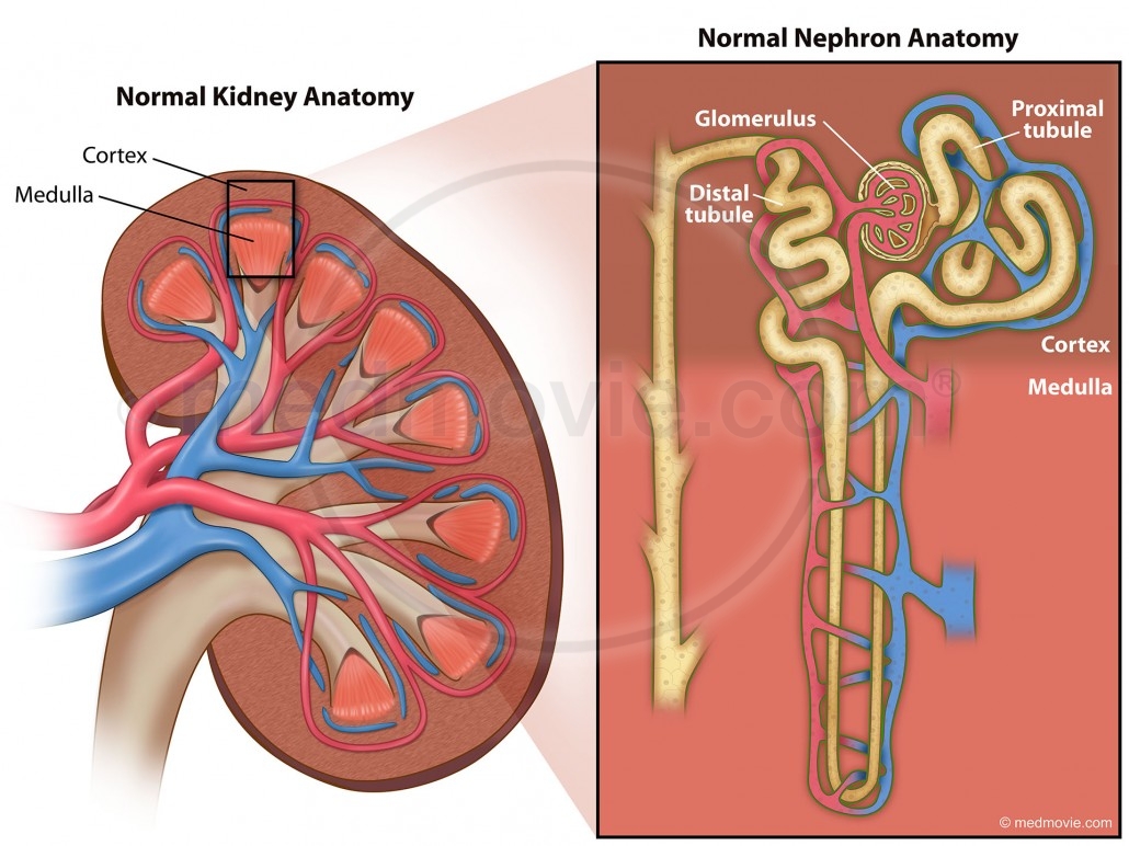 Normal Kidney Anatomy  U2013 Medmovie Com