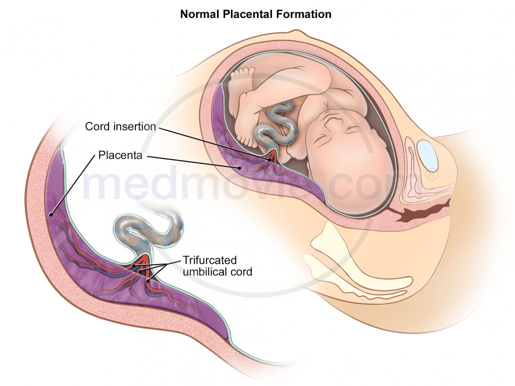 Normal Placenta