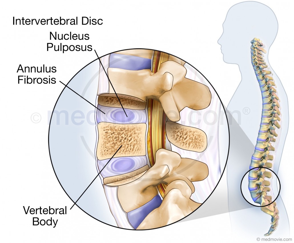 intervertebral disc structure