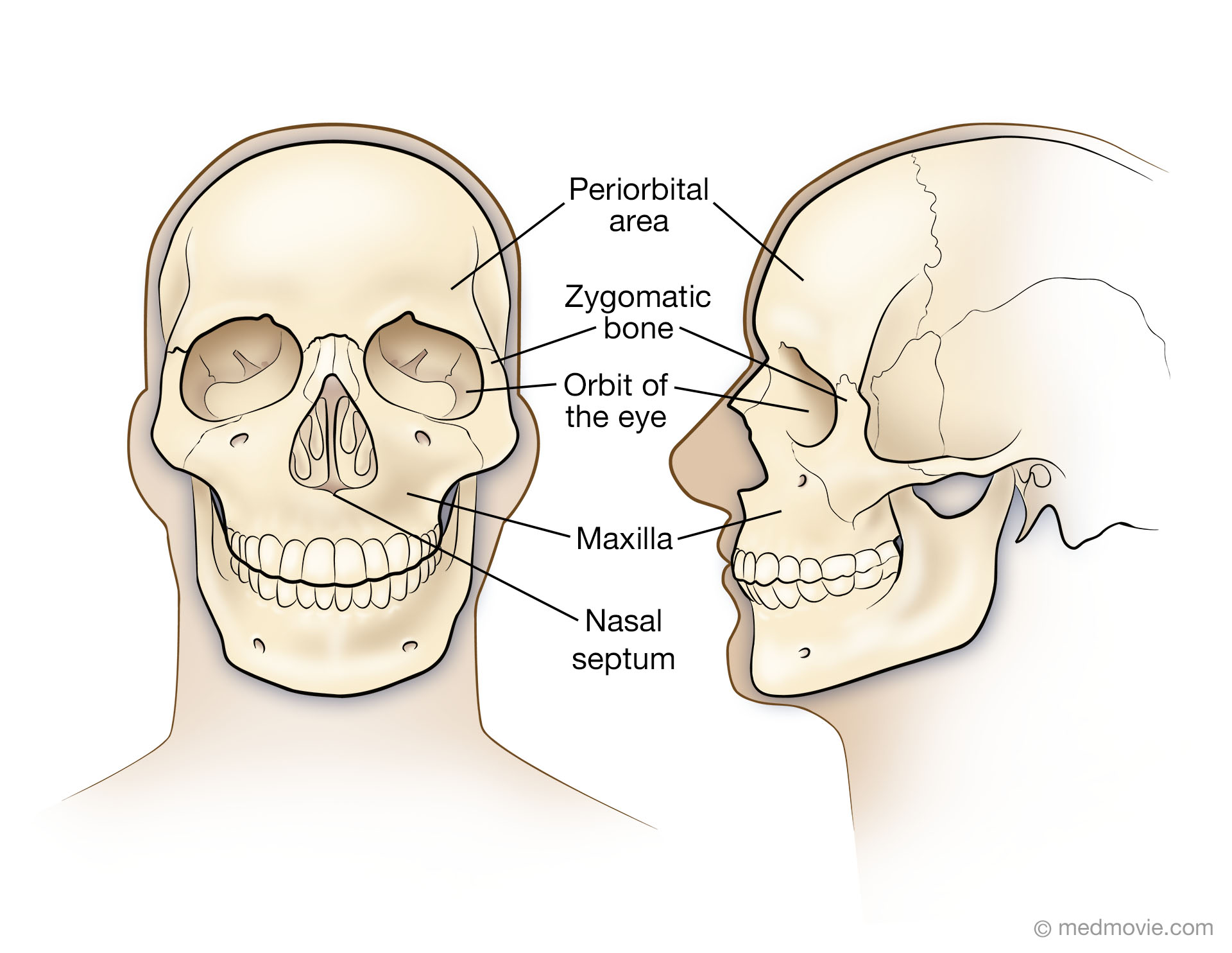 Basic Skull Anatomy – Medmovie.com