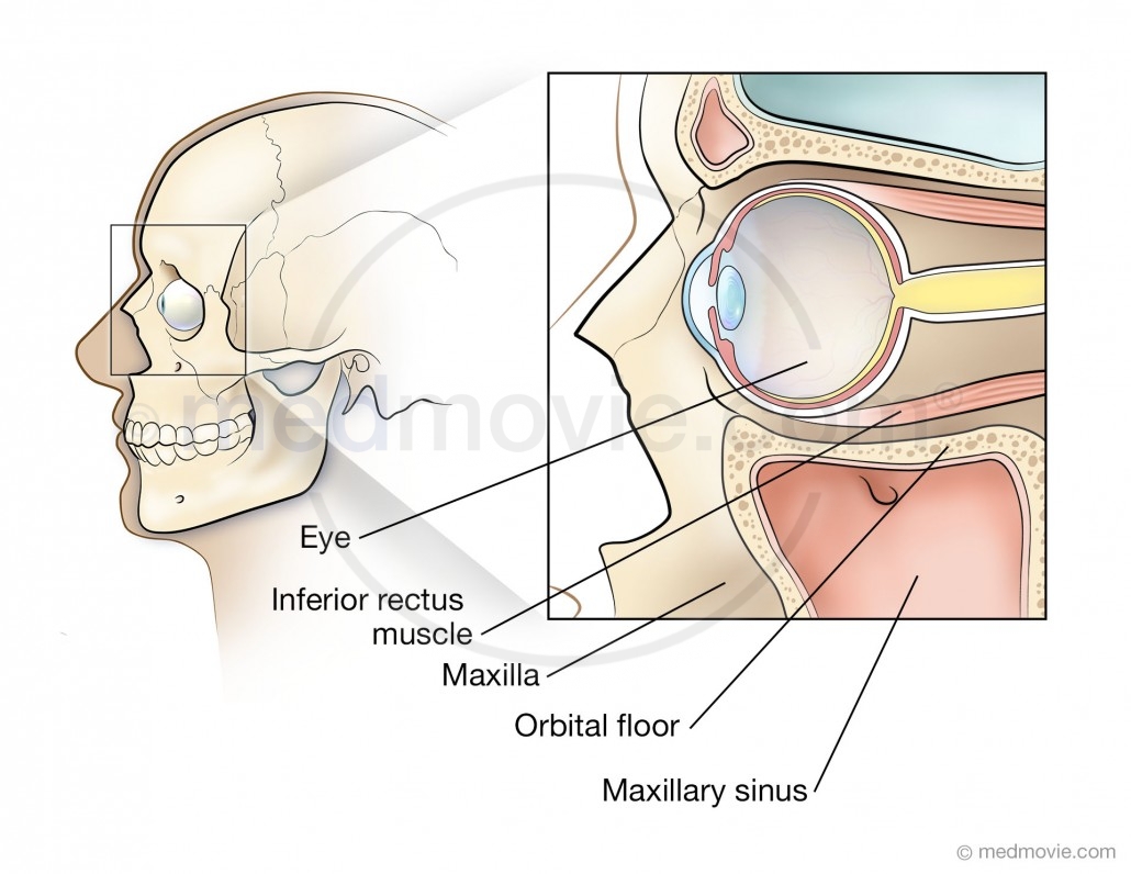 Anatomy of the Orbit of the Eye