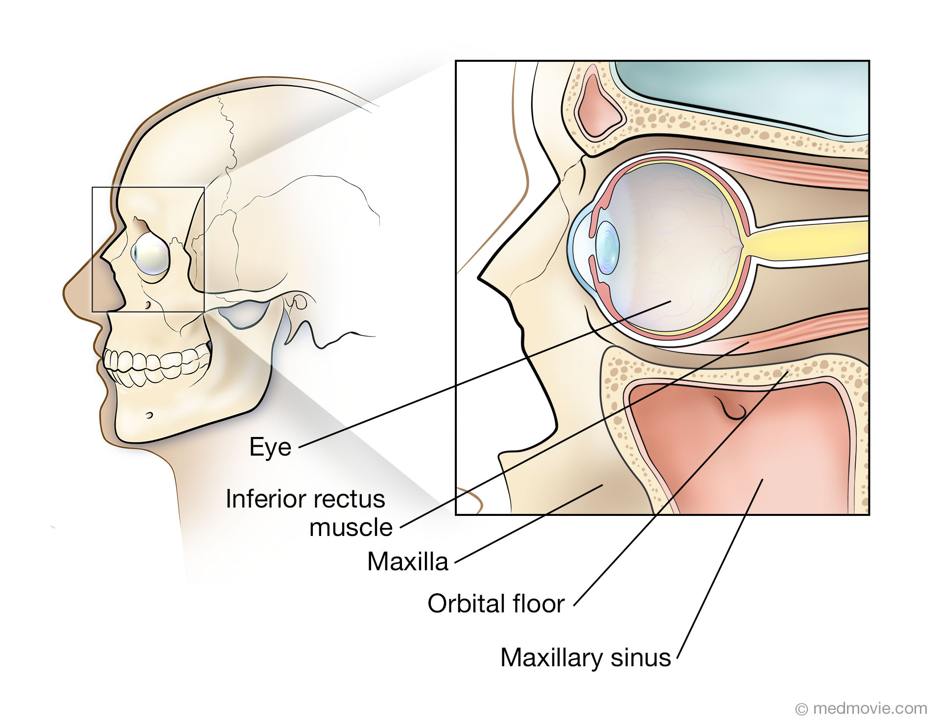 pic-anatomy-orbit-jpg-3264-2448-anatomy-medical-knowledge