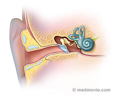 Anatomy of the Ear and How it Works
